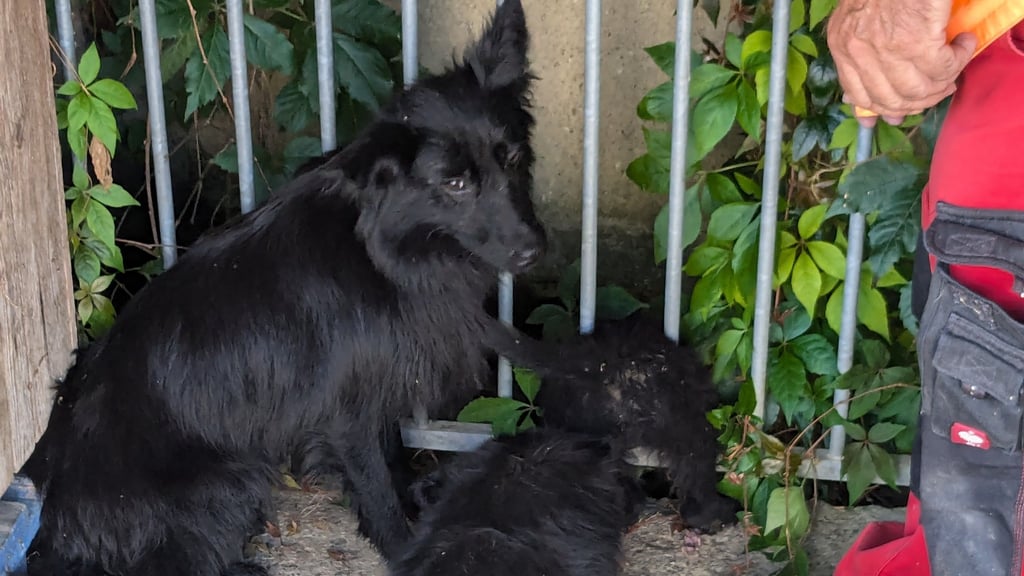 Eine schwarze Hündin vom Typ Harzer Fuchs und ihre drei Welpen sind in Osterwieck gefunden worden.