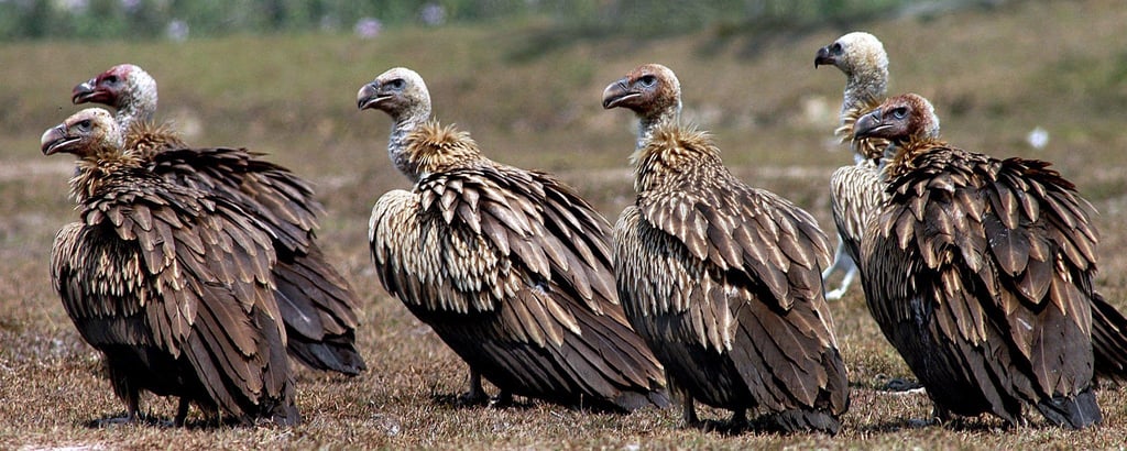 Einst gab es in Indien etwa 50 Millionen Geier, nun sind es unter 100.000 Vögel. (Archivbild)
