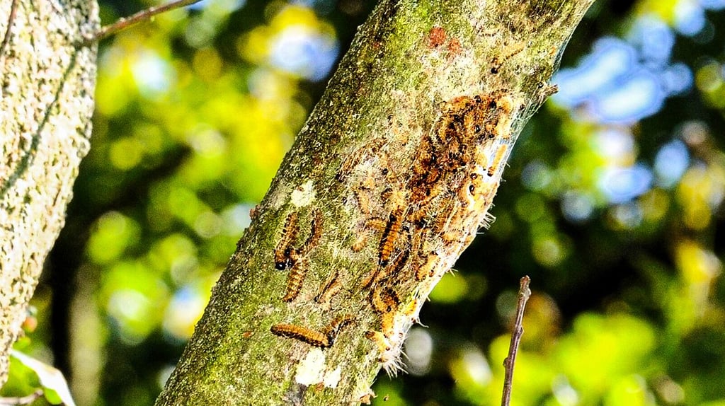 Oberhalb der Steutzer Elbaue nahe Zerbst entdeckten Kinder jetzt Raupen des Eichenprozessionsspinners an einem Baum.