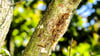 Oberhalb  der Steutzer Elbaue nahe Zerbst entdeckten Kinder jetzt Raupen des Eichenprozessionsspinners an einem Baum.