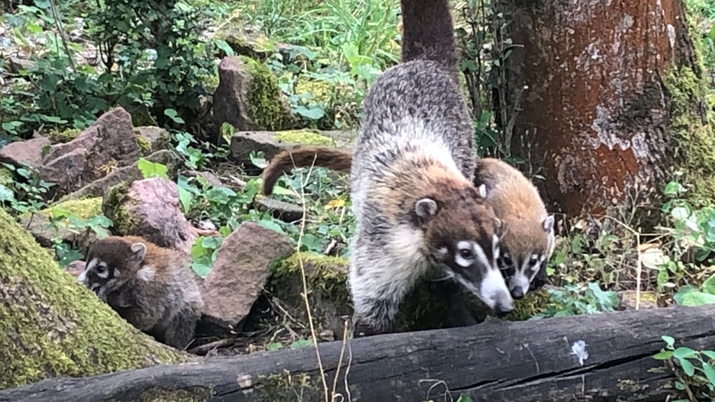 Drei Weißrüssel-Nasenbären-Babys haben im Zoo Magdeburg das Licht der Welt erblickt.