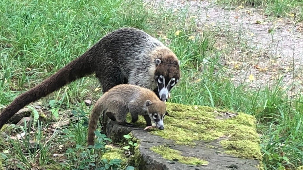 Baby-Alarm im Zoo Magdeburg: