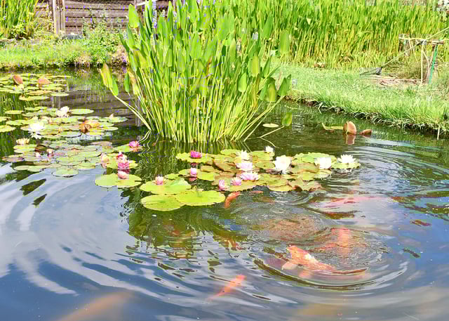 Sanfte Erholung im Garten Kois, Seerosen und viel Ruhe In einem