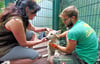 Tierpark-Mitarbeiter Kai Gruber hält den jungen Polarwolf fest, damit Tierärztin Angelika Todte impfen kann.  