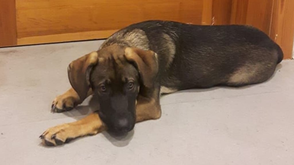 Dieser Welpe ist nun in Obhut des Ordnungsamts Osterwieck. Dort wird nach dem Besitzer gesucht.