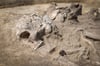 Ein männliches Skelett aus der Schnurkeramischen Zeit (ca. 2000 v. Chr.), das Archäologen des Landesamts für Denkmalpflege und Archäologie Sachsen-Anhalt bei Aderstedt entdeckt haben.