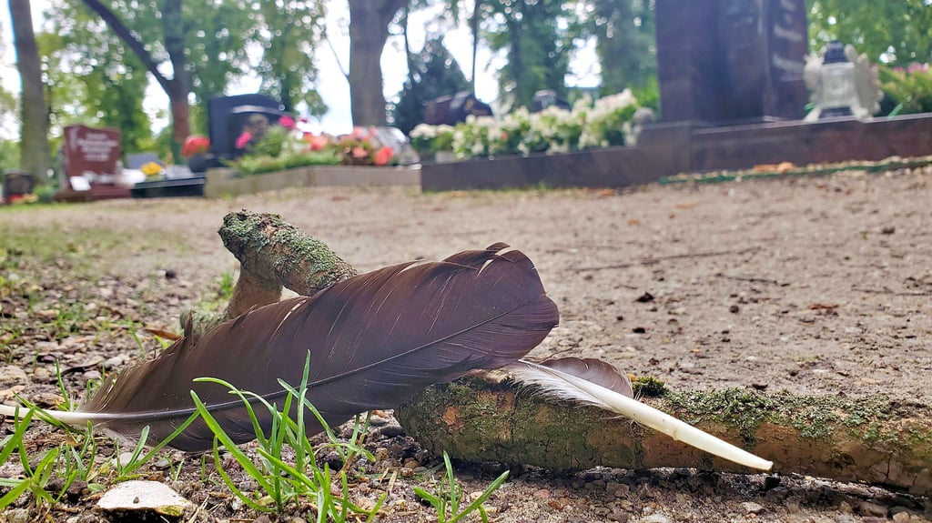 Krähen sollen auf dem Friedhof Wolmirstedt für reichlich Lärm sorgen. Auch Federn sind überall zu finden.