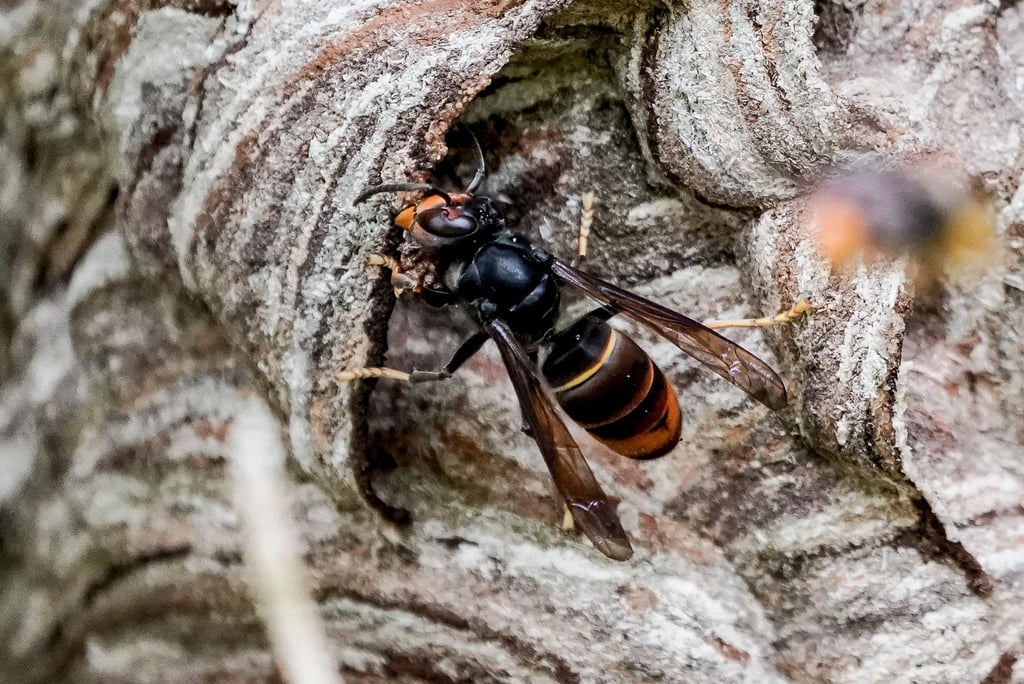 Gefürchteter Bienenräuber: Die Asiatische Hornisse breitet sich in Deutschland aus.