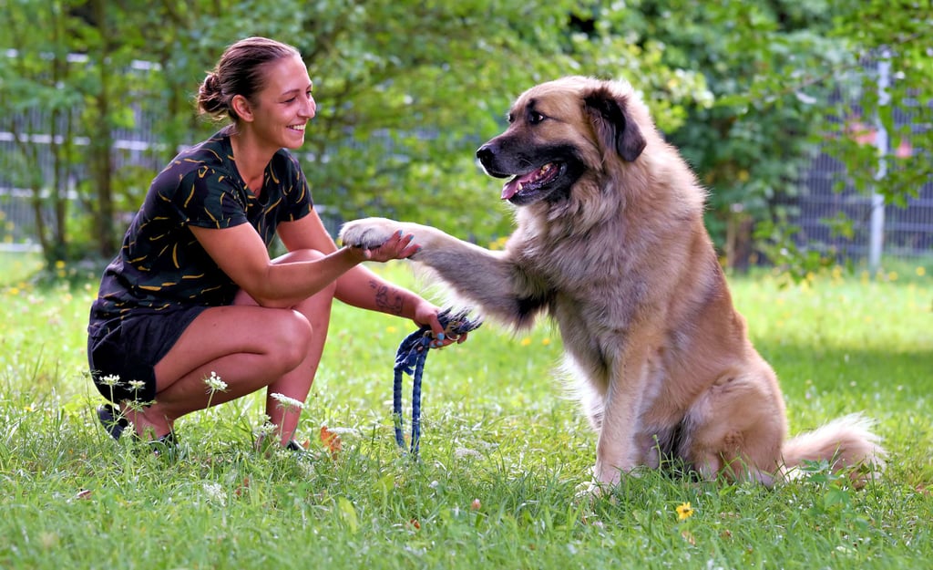Christin Hessler, Hundeverantwortliche im Köthener Tierheim, geht auf Tuchfühlung mit dem vierjährigen Kaukasischen Hütehund Bruno.