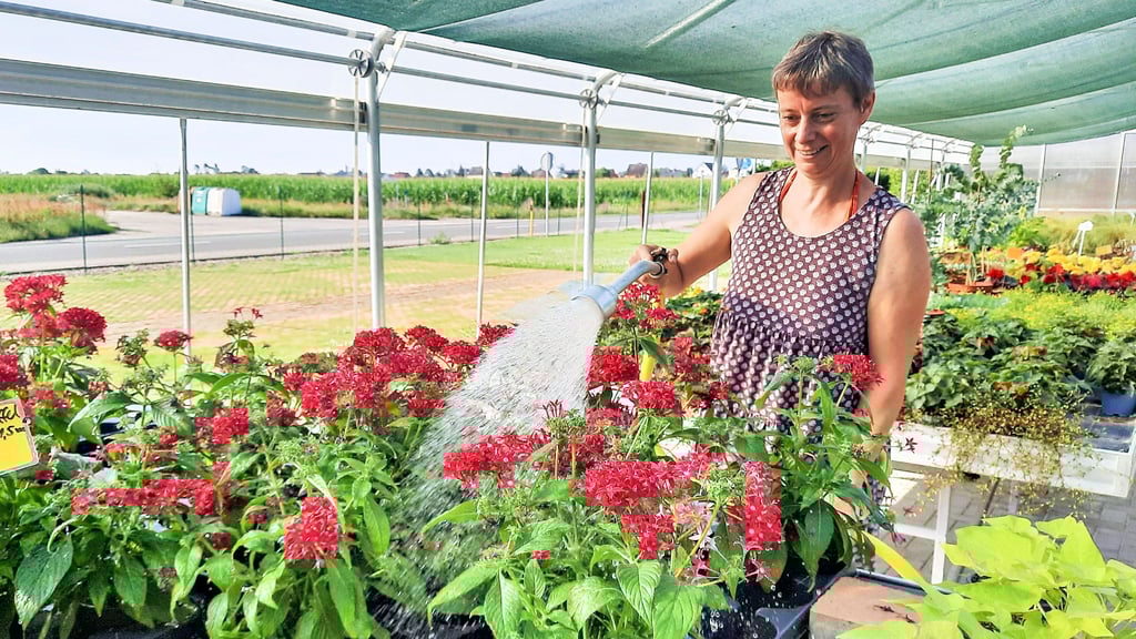 Garten im Kreis Wittenberg Nach den Unwettern Wann Pflanzen noch zu