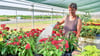 Anja Sommer gießt die Blumen in der Gebrüder Böttcher Gartenbau GmbH in Elster. Die gelernte Floristin weiß genau, welche Blumen im Trend liegen.