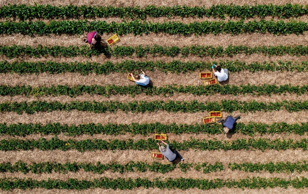 Landwirte können durch Direktvermarktung höhere Erzeugerpreise erwirtschaften. (Archivfoto)