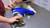 Eine Katze wird in einer Tierarztpraxis behandelt. Die Zahl der Veterinärmediziner nimmt in und um Salzwedel immer mehr ab.