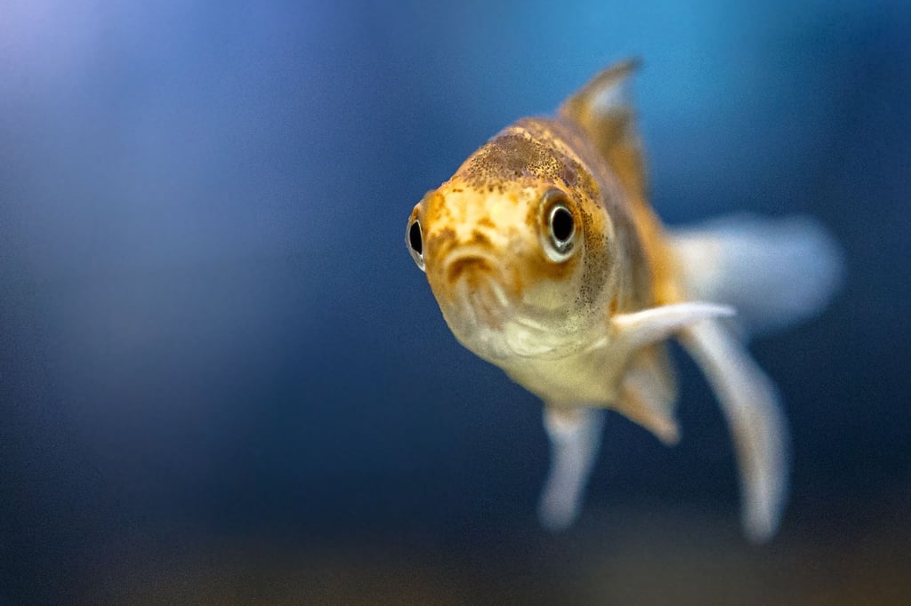 Geht’s dir gut kleiner Schleierschwanz? Fische können durch ihr Schuppenbild, Schleimabsonderung und trübe Augen Anzeichen zu ihrer Gesundheit geben.