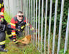 Die Zerbster Feuerwehr hat am Sonnabendnachmittag ein  Reh gerettet, dass in einem Zaun am Bonschen eigeklemmt und gefangen war. 
