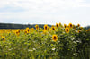 Die Sonnenblumen sind aktuell in Lindstedt schön anzuschauen, denn sie haben gerade ihre Vollblüte. 2023 stand hier noch Mais.
