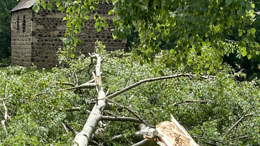 Im Gutspark Altjeßnitz sollen nach den Sturmschäden neue Bäume gepflanzt werden.