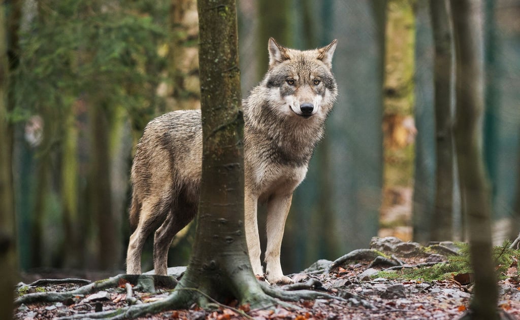 In Sachsen gibt es derzeit 34 Wolfsrudel, fünf Wolfspaare und zwei territoriale Einzeltiere. (Archivfoto)