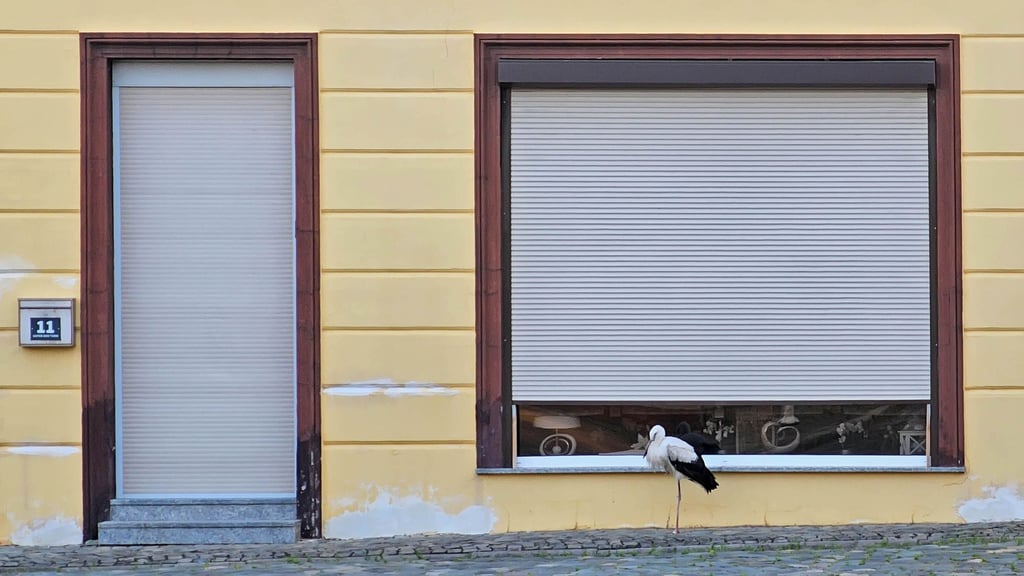 Ein aus dem Nest gefallener Jungstorch erkundet derzeit Frose.