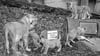 Im November tollten Themba und seine drei Geschwister bei ihrer Taufe im Leipziger Zoo noch umher. Nun ist der Löwenkater gestorben.