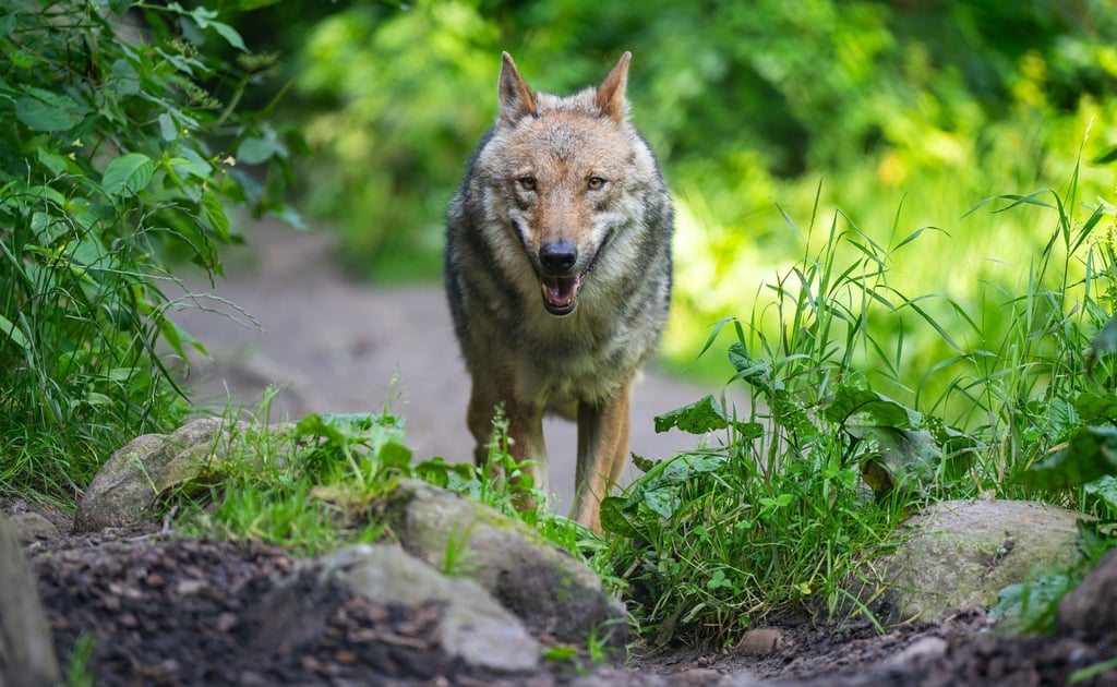 Eine untersuchte Haarprobe ergab, dass der auf Norderney gesichtete Wolf aus einem Rudel in Belgien stammt. (Symbolbild)