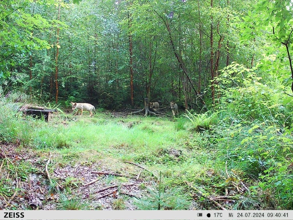 Fotos von einer Wildkamera lassen Experten in Wolfsburg von einer Sensation sprechen: Erstmals sind demnach Wölfe dort nachgewiesen. (Handout)