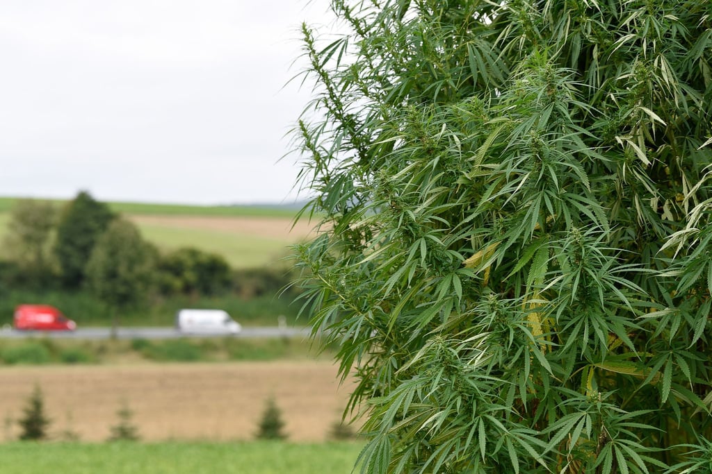 Für Landwirte ist der Anbau von Nutzhanf mit Vorgaben seit längerem erlaubt. (Archivbild)