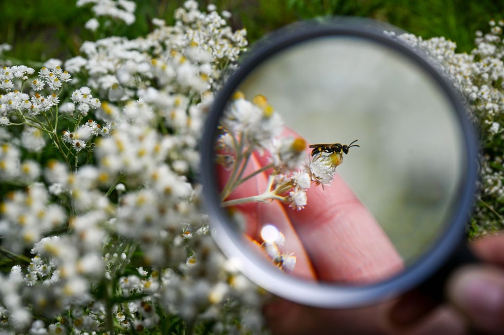 Wer an der Aktion teilnehmen möchte, kann an einem ruhigen Platz eine Stunde lang alle Insekten zählen. (Archivfoto)