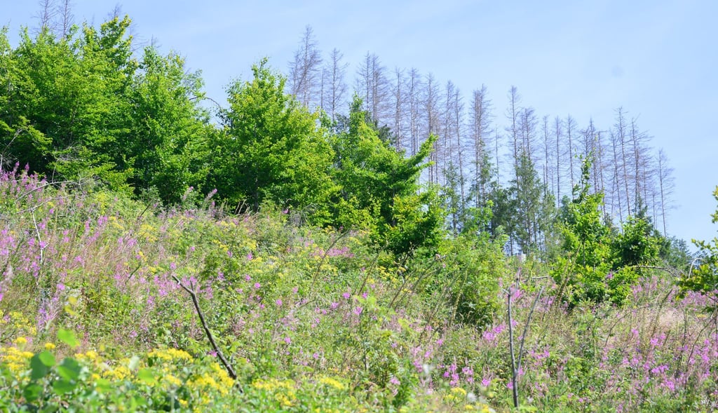 In der vergangenen Pflanzsaison wurden allein im Harz etwa 2,6 Millionen Setzlinge gepflanzt.