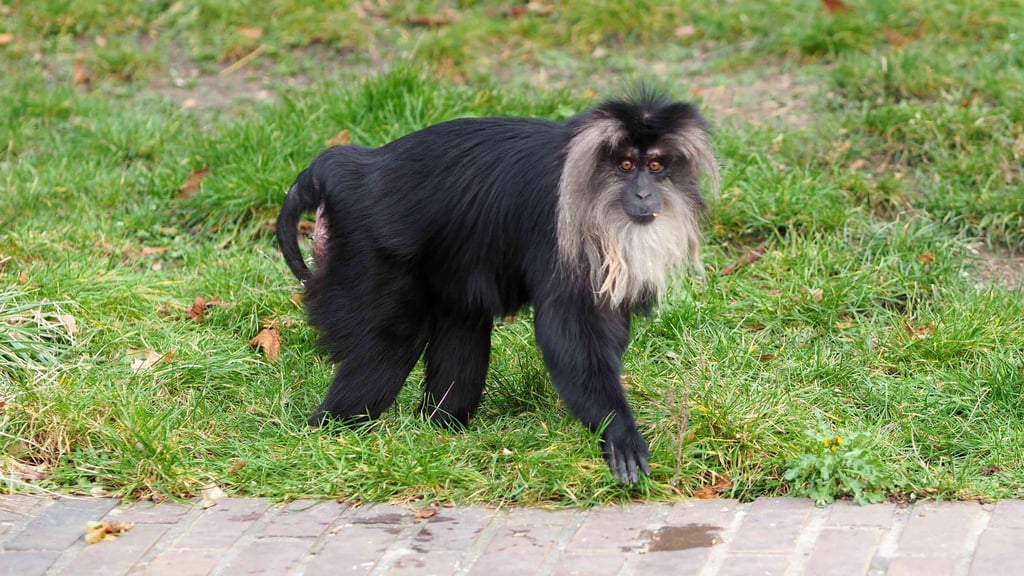 Die Polizei hat die mutmaßlichen Diebe eines Bartaffens im Zoo Leipzig ermittelt. (Archivfoto)