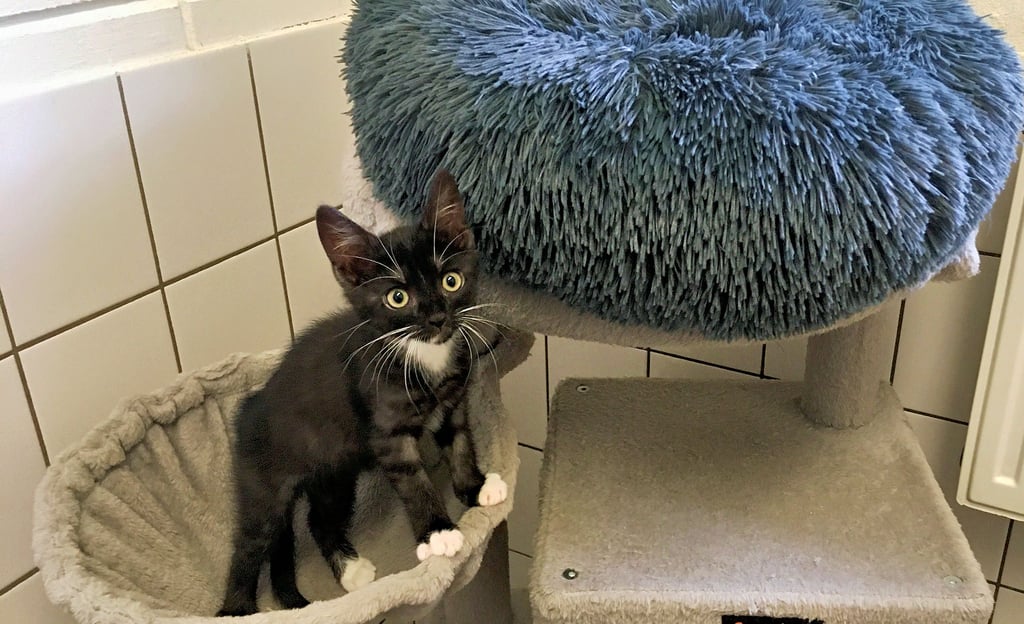 Straßenkatzen sind in ganz Deutschland weit verbreitet, besonders Kitten haben auf der Straße geringe Überlebenschancen.