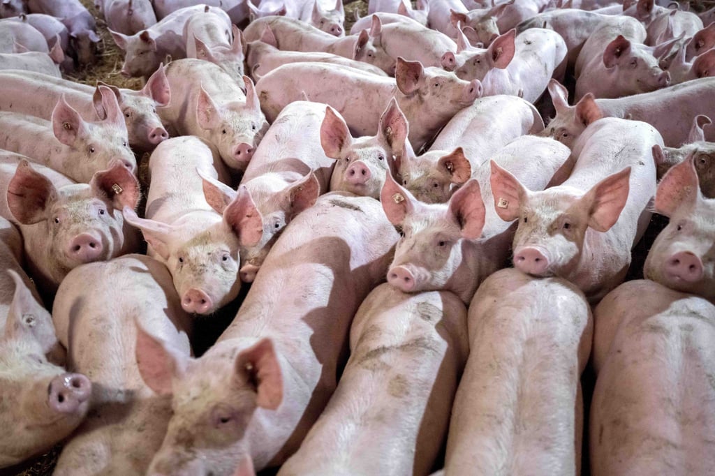 Stammt das Schweinefleisch aus Massentierhaltung oder vom Biohof? Ein staatliches Kennzeichen auf Fleischverpackungen soll Auskunft geben. (Symbolbild)