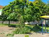 An der Bushaltestelle an der Sekundarschule in Mieste wurden einem Baum von Unbekannten  Äste gewaltsam ausgerissen. Zeugen der Tat werden gesucht.