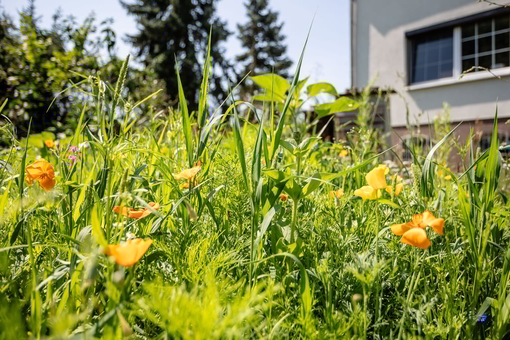 Schon im Vorgarten wartet eine Blühwiese auf die Bienen.