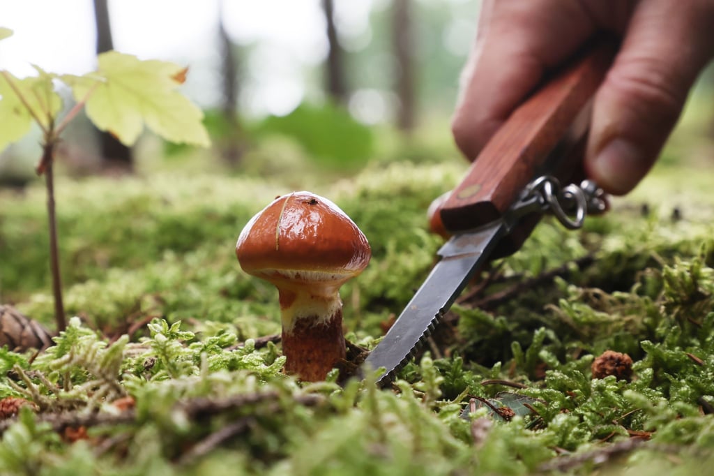 Mit Messer und Korb auf Sammeltour: In Thüringens Wäldern sprießen derzeit reichlich Pilze.