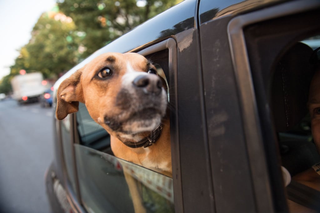 Urlaubsplanung mit Hund: Für eine sorgenfreie Reise sollten Impfungen, Mikrochip-Registrierung und hundefreundliche Unterkünfte beachtet werden.