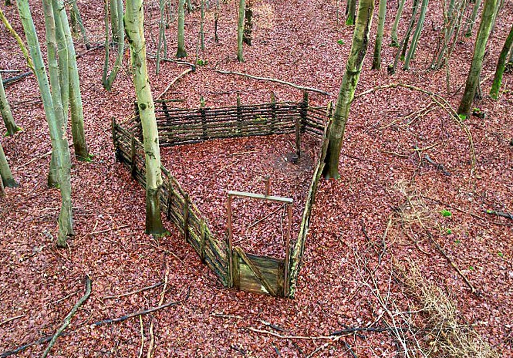 Der im Naturerbewald Blankenburg im Harz entdeckte Saufang. Die Anlage wurde bis ins kleinste Detail wissenschaftlich dokumentiert.