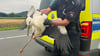 Die Polizei in Landelsheim rettet einen verletzten Storch.