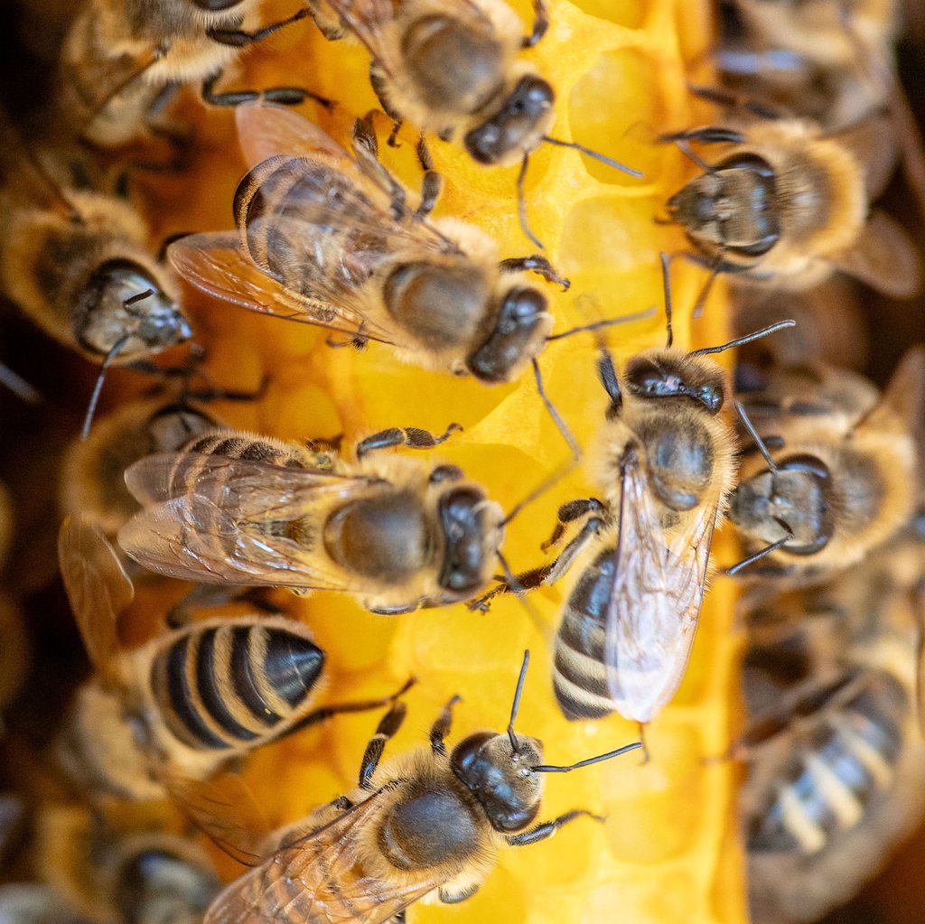 Thomas Radetzki setzt auf Naturwabenbau für seine Bienen.