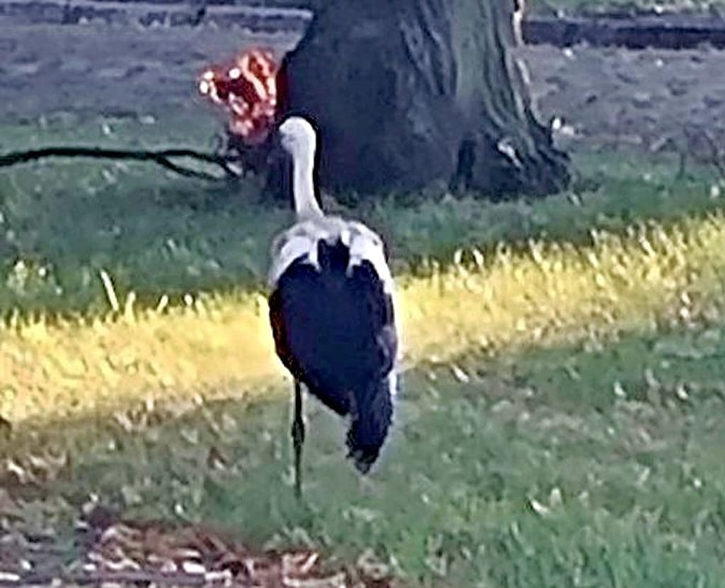 Hier befindet sich der Storch auf einer Grünfläche in der Nähe des Supermarktes in Parey.