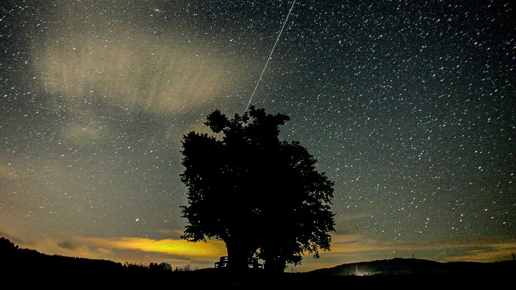 Eine Sternschnuppe ist am Sternenhimmel über einem Baum zu sehen (Aufnahme mit Langzeitbelichtung).