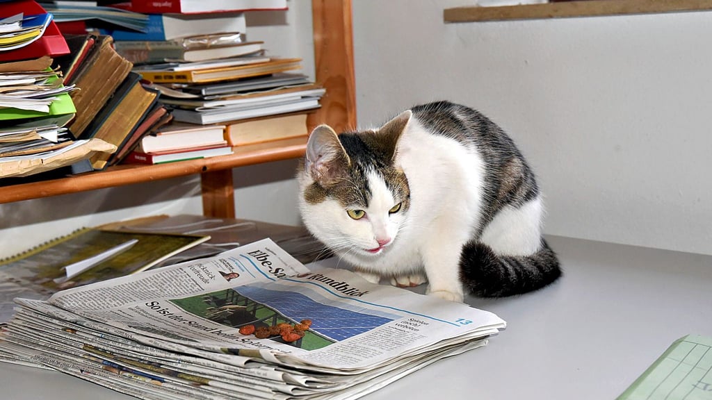 Katze Lotti liest gern mal Zeitung. Die Volksstimme feiert den Ehrentag der Vierbeiner mit einer Fotoaktion.