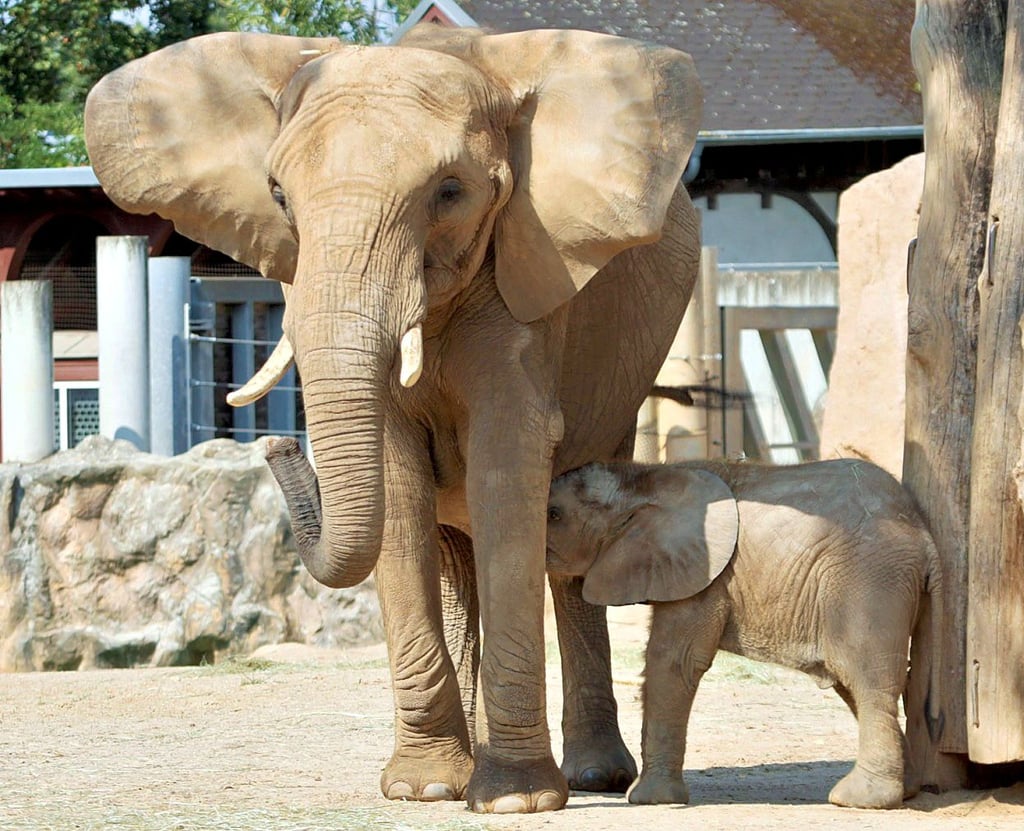 Kuscheln und trinken: Der Mini-Elefant sucht den Kontakt zu seiner Mutter.