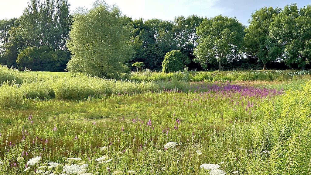 Ein aktueller Blick auf den Teich im Floraparkgarten: Anfang des Jahres war er noch mit Wasser gefüllt, jetzt ist er wieder zugewachsen.
