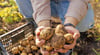 Steigende Kartoffelpreise machen den Einkauf teurer. 