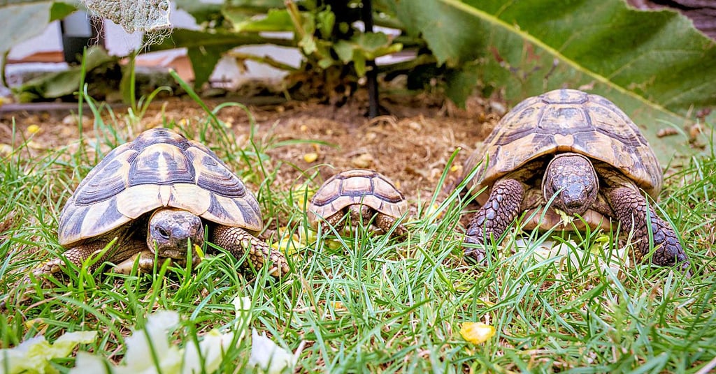 Freigänger: Die drei Landschildkröten Egon (v.l., 6), Kalle (2) und der ein Kilogramm schwere Schildy, der schon 28 Jahre auf dem Panzer hat.