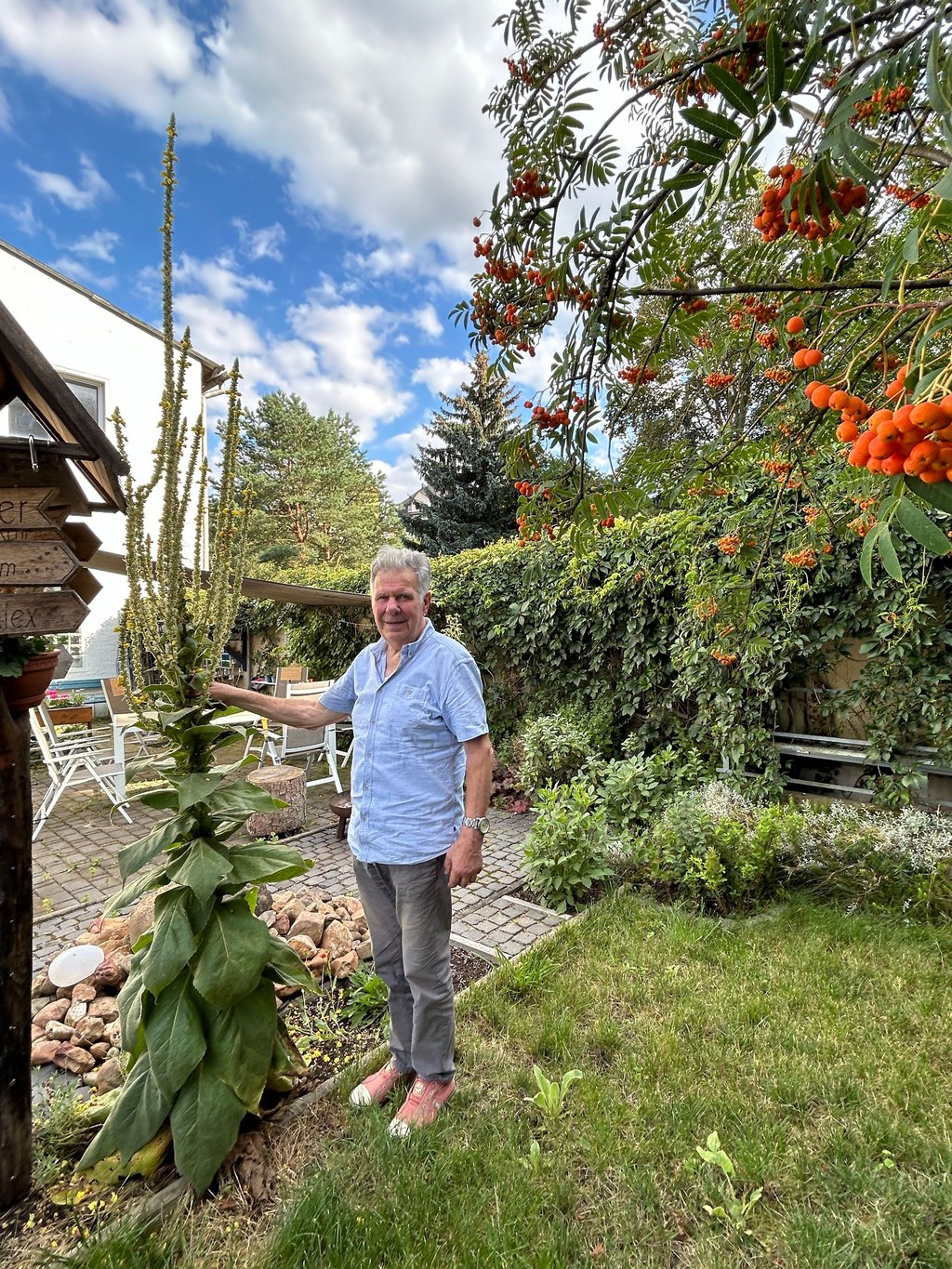 Auch Horst Cerny aus Naumburg hat ein Prachtexemplar einer Königskerze im Garten, mittlerweile ist sie 3,15 Meter hoch.