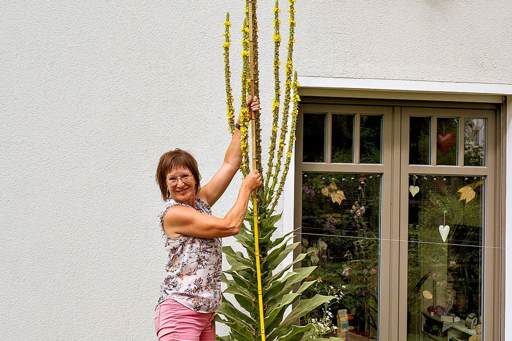 Die Naumburgerin Petra Jäschke mit der Königskerze im Garten.