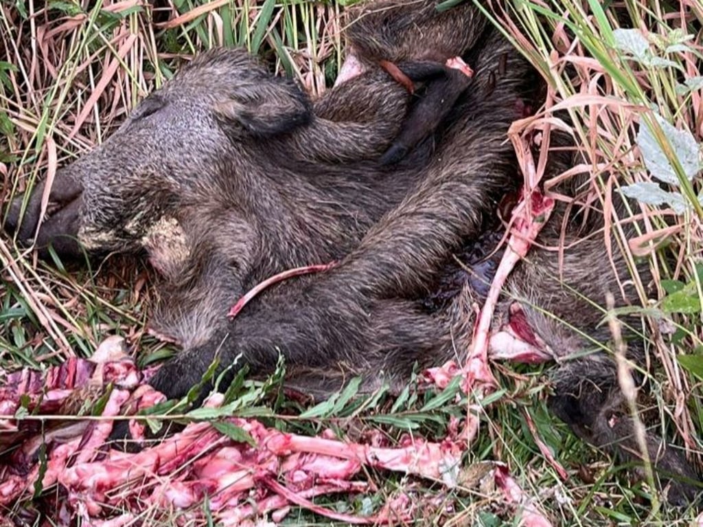 Reste eines ausgeweideten Wildschweins liegen an einem Wegrand. 