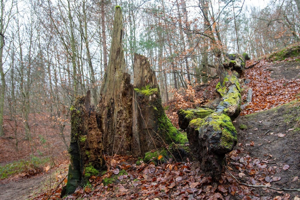 In der Dresdner Heide soll es zu einer Vergewaltigung gekommen sein. (Symbolbild)